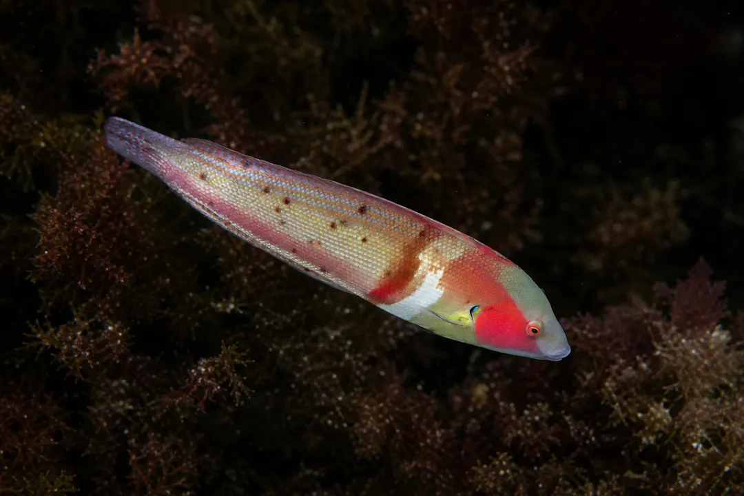 Western King Wrasse (Coris auricularis)