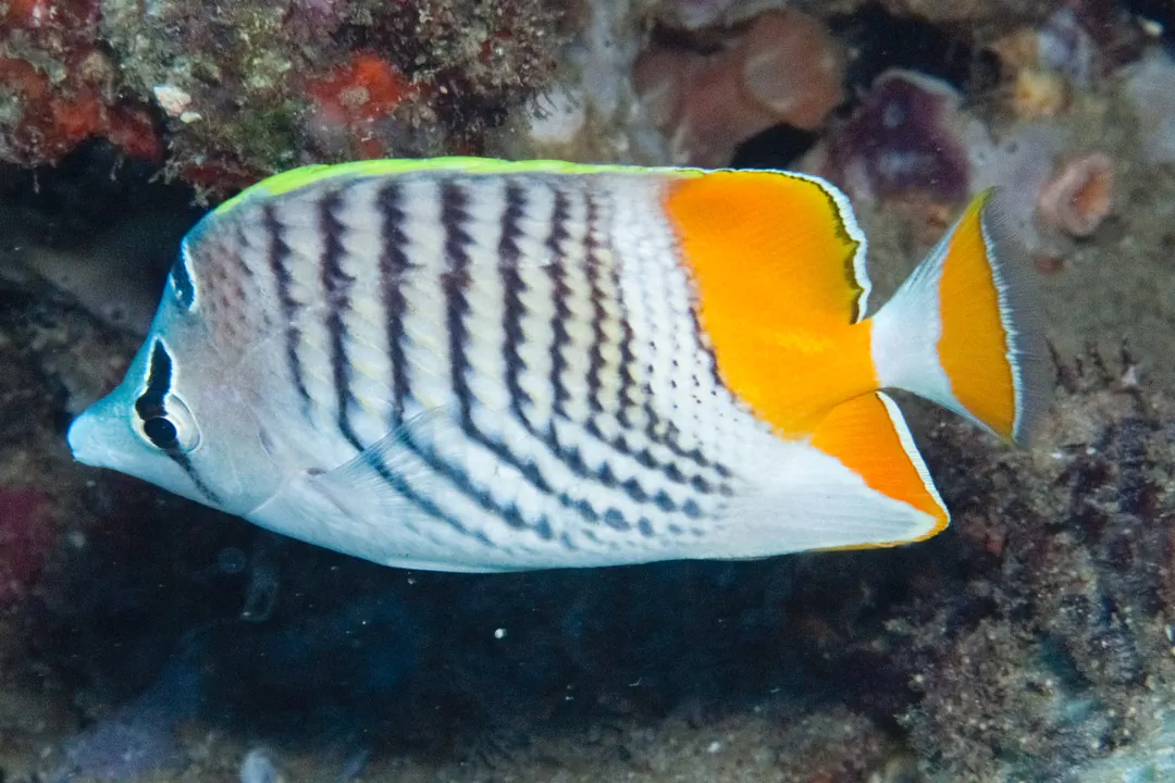 Seychelles Butterflyfish (Chaetodon madagaskariensis)