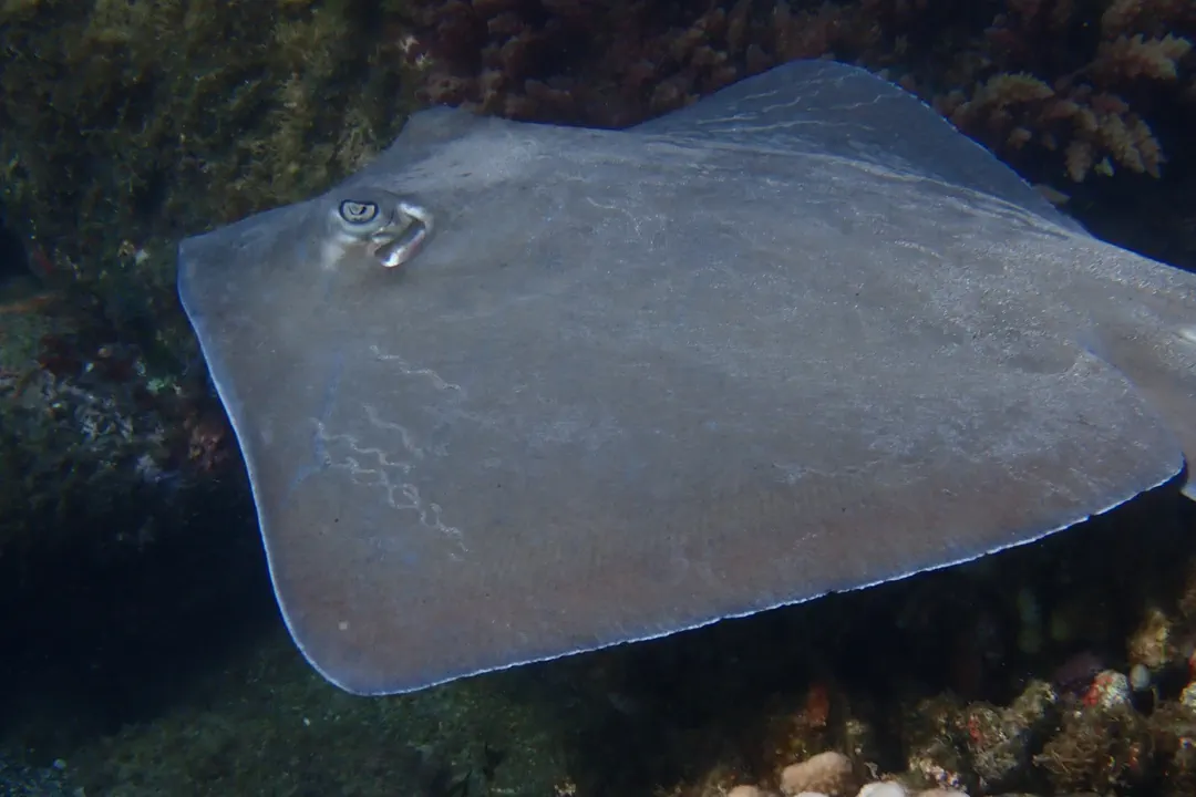 Diamond Stingray