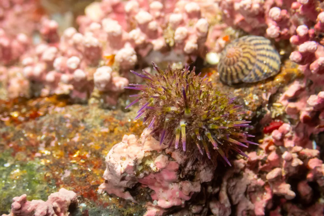 Green Sea Urchin (Psammechinus miliaris)