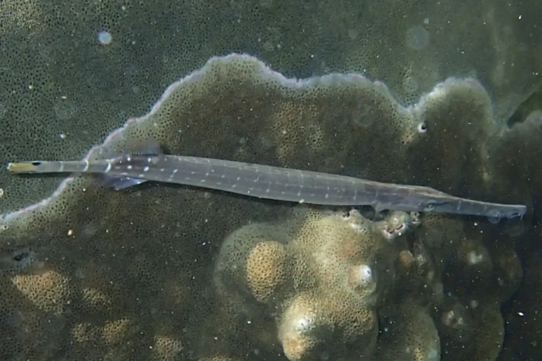 Chinese Trumpetfish (striped)
