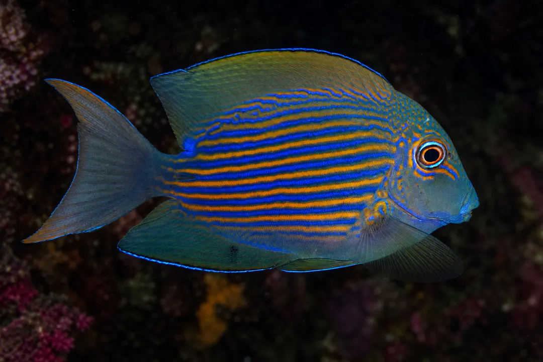 Striated Surgeonfish (juvenile) (Ctenochaetus striatus)