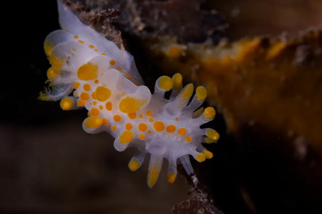 Orange-clubbed Sea Slug