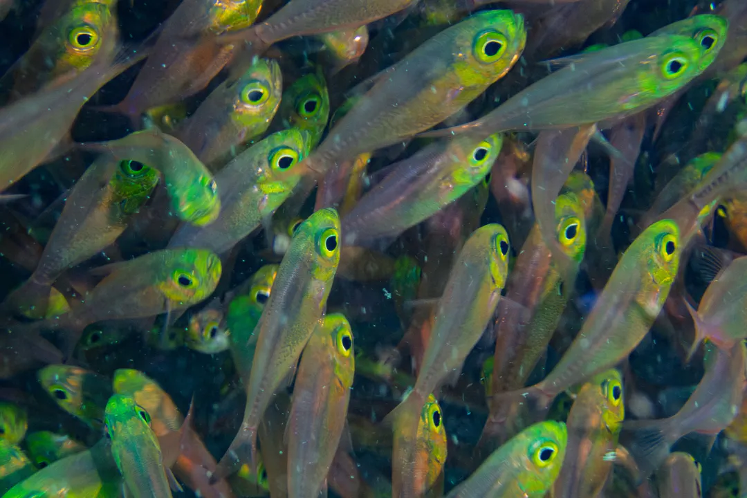 Golden Sweeper (Parapriacanthus ransonneti)