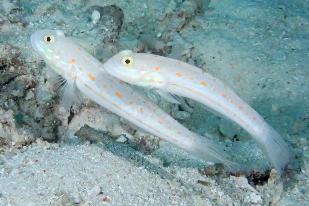 Orange-dashed Goby (Pacific) (Valenciennea puellaris)