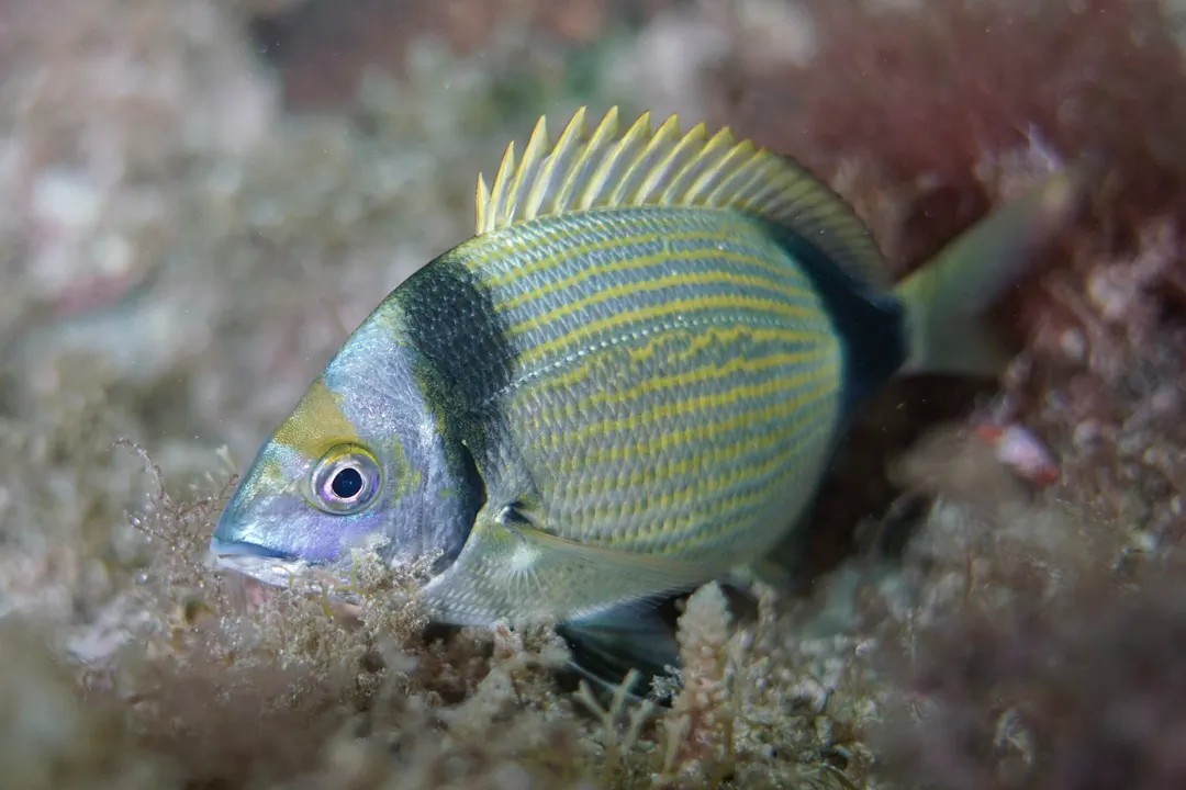Common Two-banded Seabream