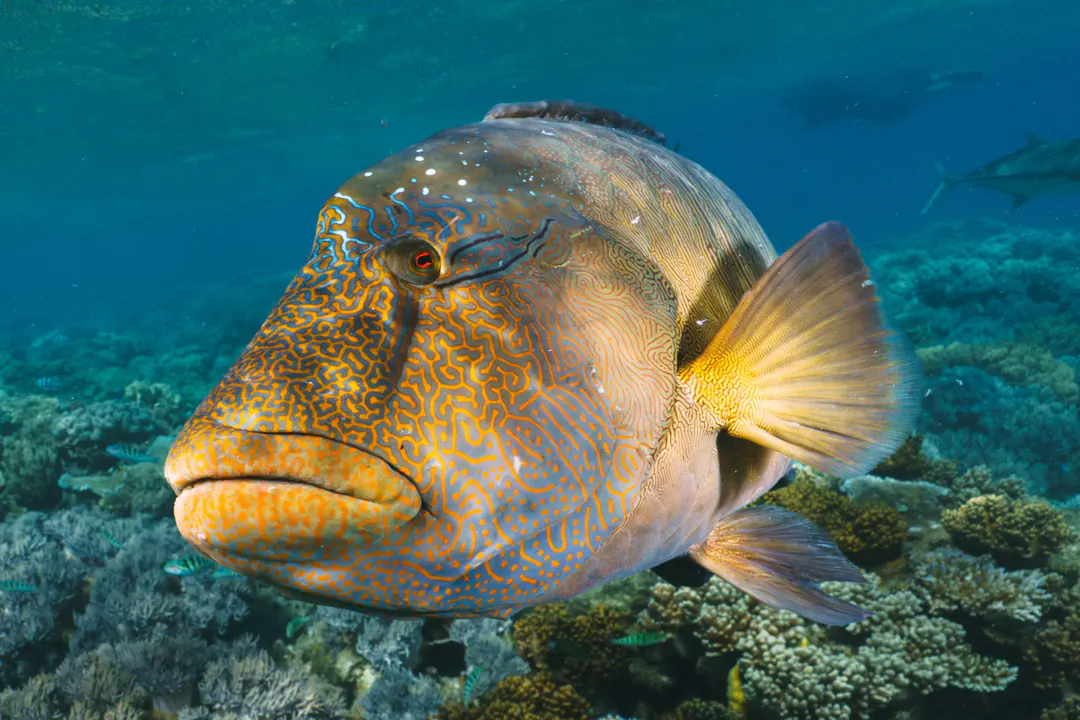 Napoleon Wrasse (motley) (Cheilinus undulatus)
