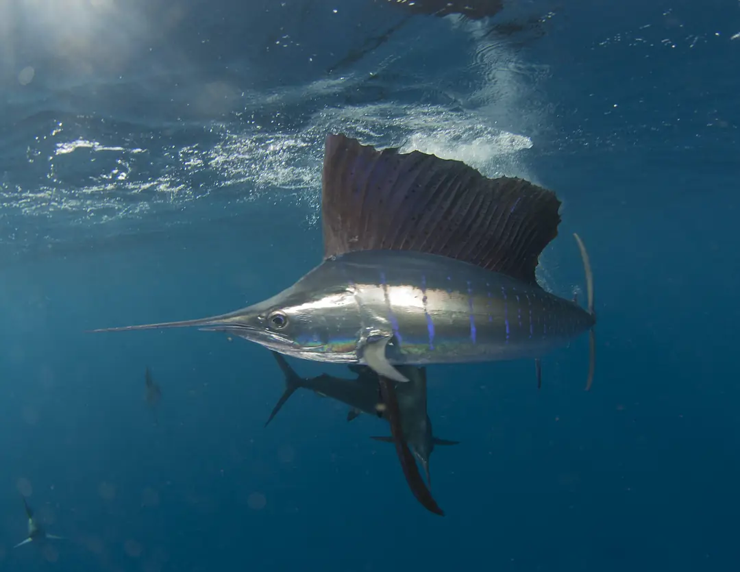 Seabook: Atlantic Sailfish