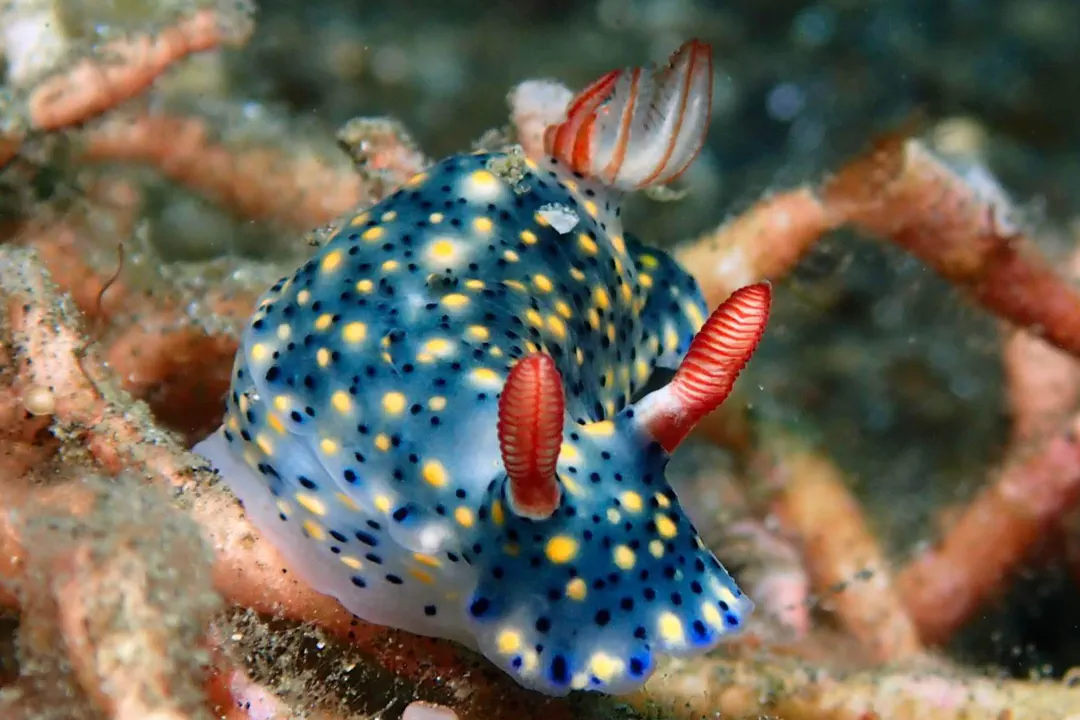 Painted Hypselodoris (Hypselodoris infucata)