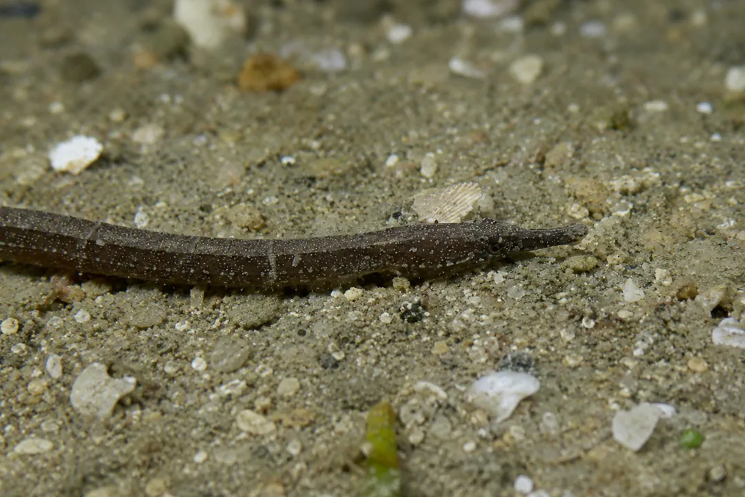 Blue-spotted Pipefish