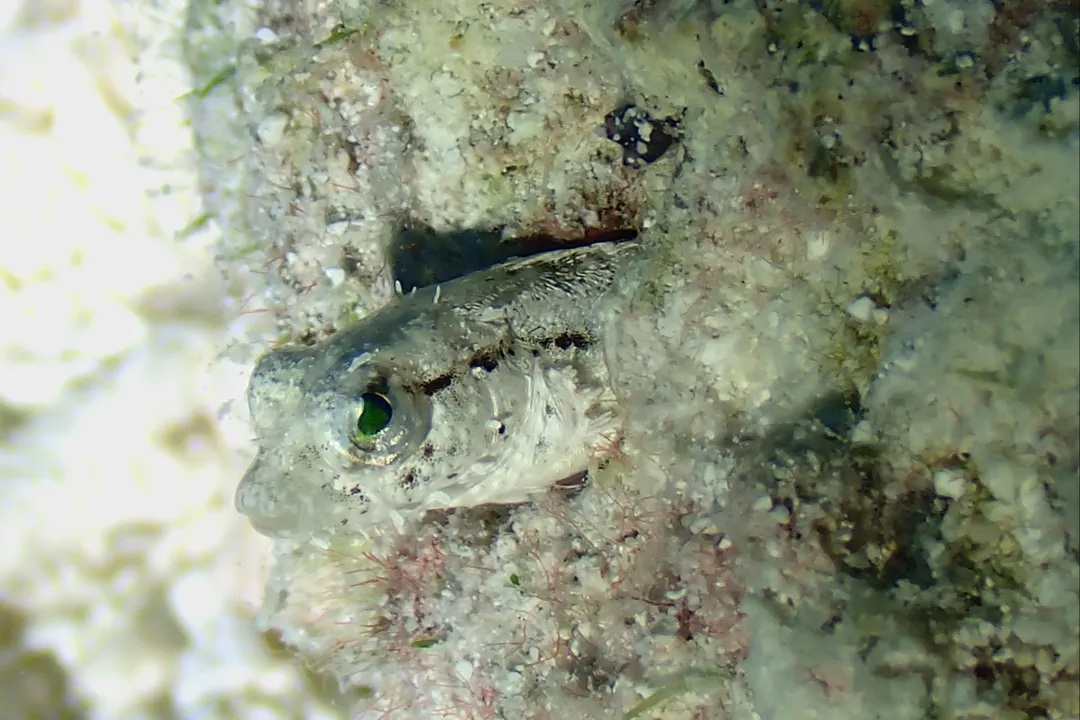 Smooth Sabretooth Blenny (Petroscirtes xestus)