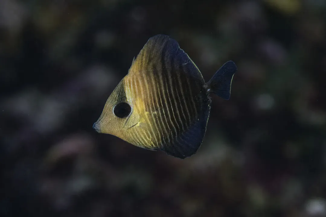 Brown Tang (juvenile)