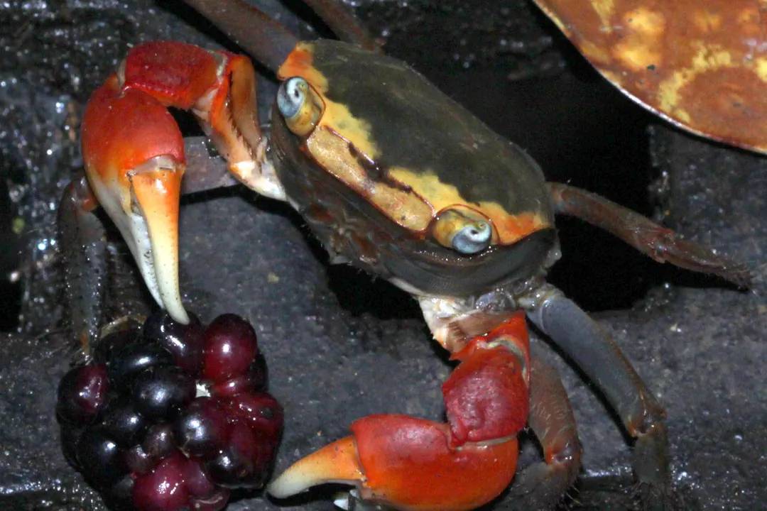 Red-clawed Crab