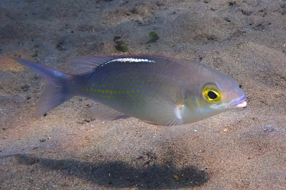 Whitestreak Monocle Bream