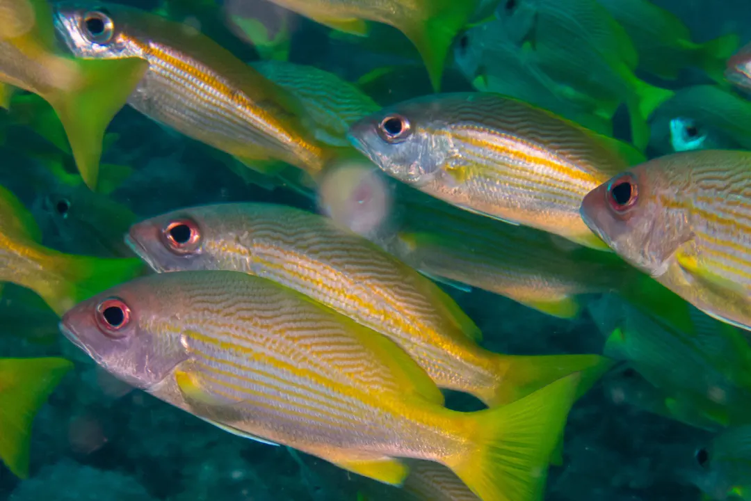 Bigeye Snapper