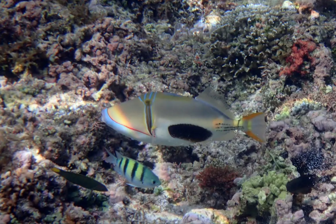 Blackbelly Triggerfish