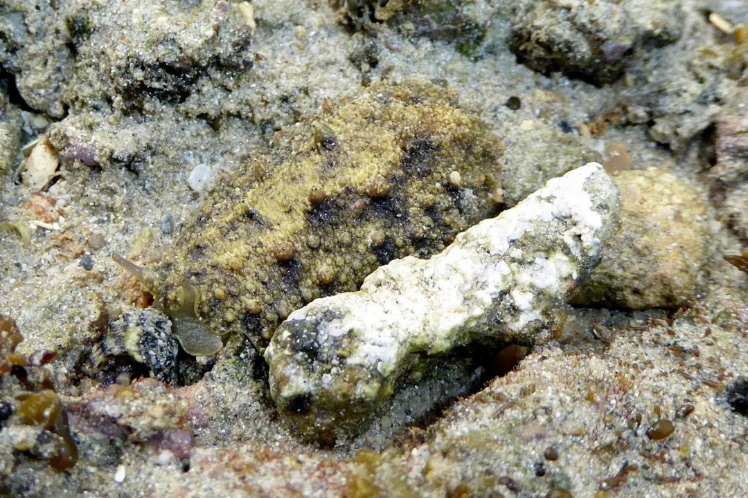 Warty Slug (Peronia verruculata)