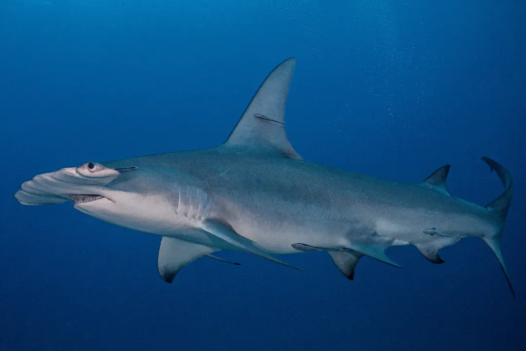 Great Hammerhead