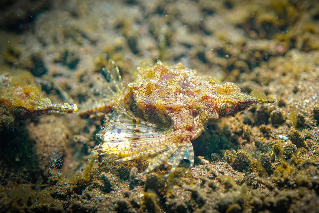 Little Dragonfish (orange)