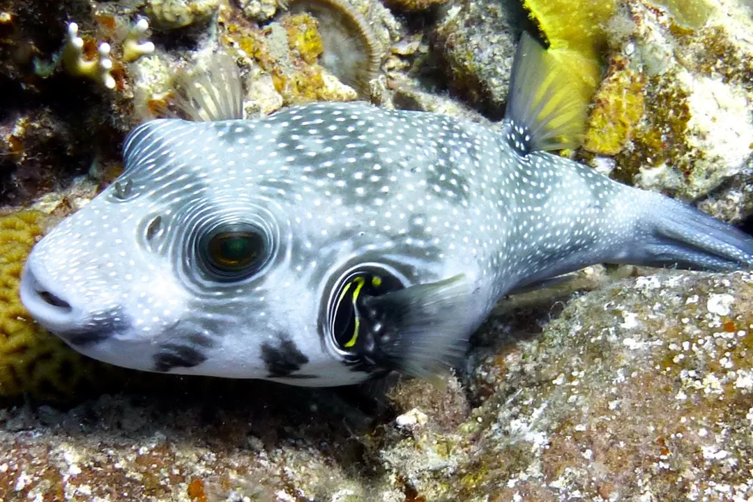 White-Spotted Puffer (grey) (Arothron hispidus)