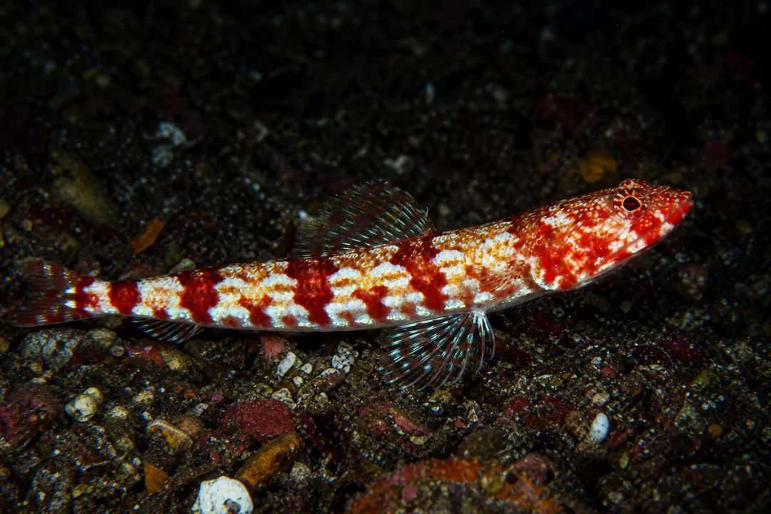 Red-lined Grinner (Synodus doaki)