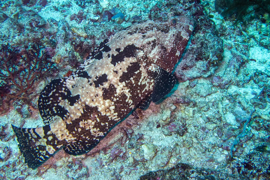 Flowery Rockcod (Epinephelus fuscoguttatus)