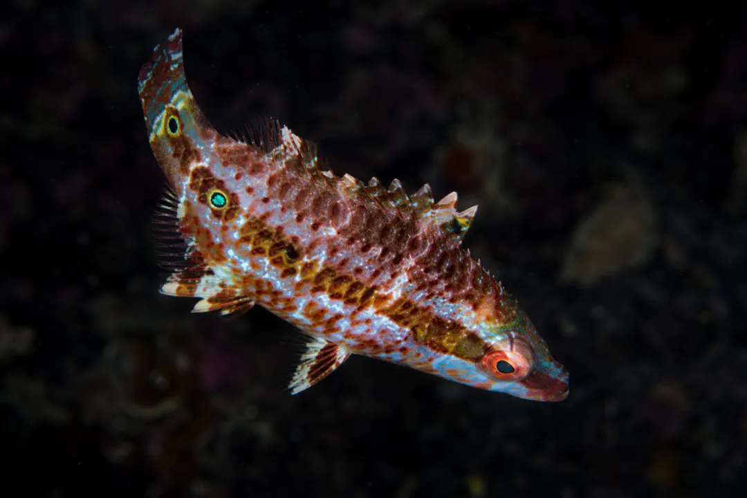 Ringtail Maori Wrasse (juvenile) (Oxycheilinus unifasciatus)