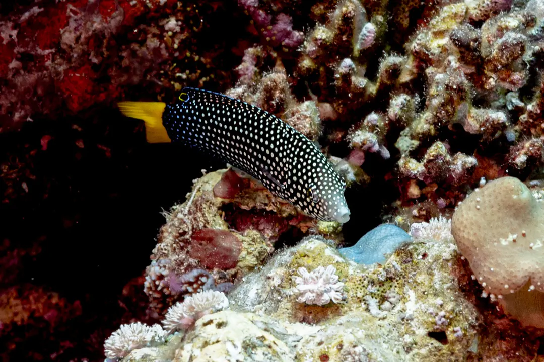 Yellowtail Wrasse (Anampses meleagrides)