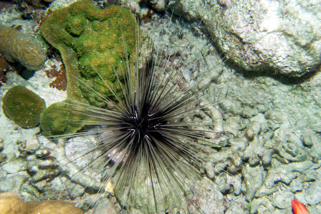 Atlantic Long-spined Sea Urchin