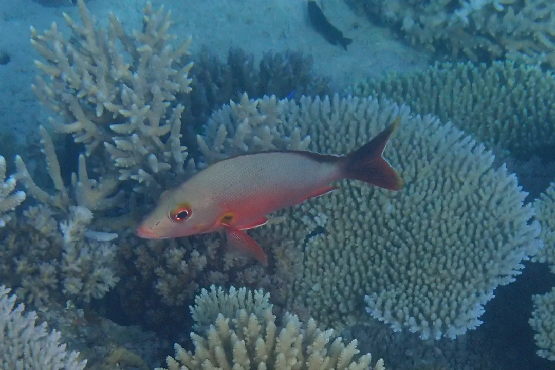 Humpback Red Snapper (Lutjanus gibbus)