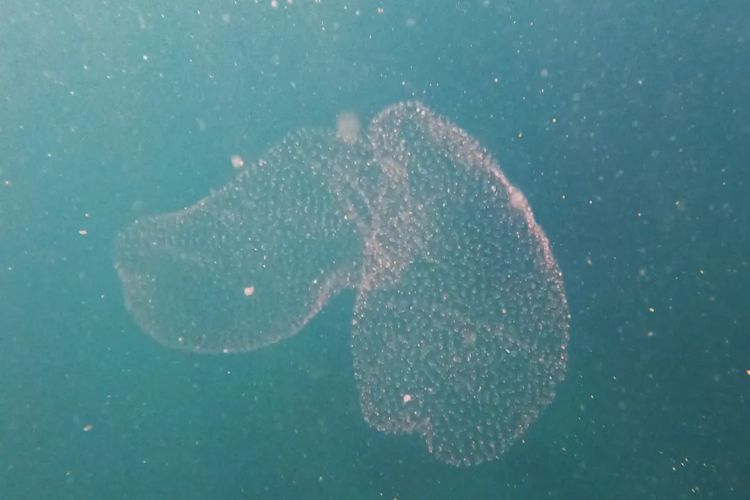 Giant Salp (Pyrostremma spinosum)