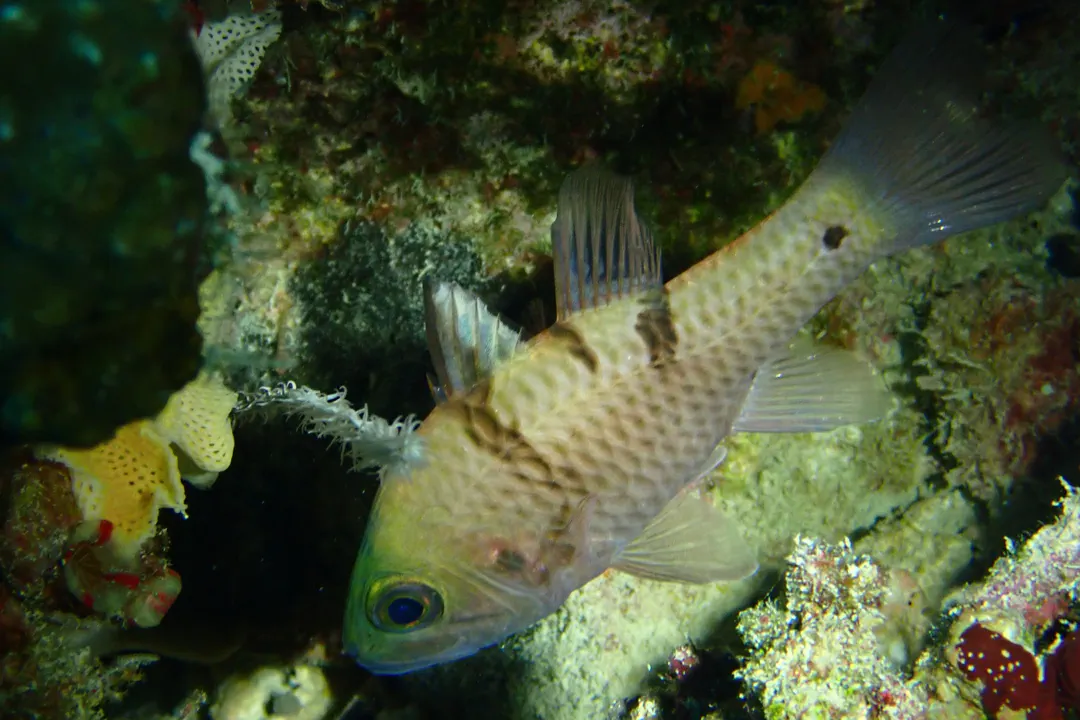 Threespot Cardinalfish (Pristicon trimaculatus)