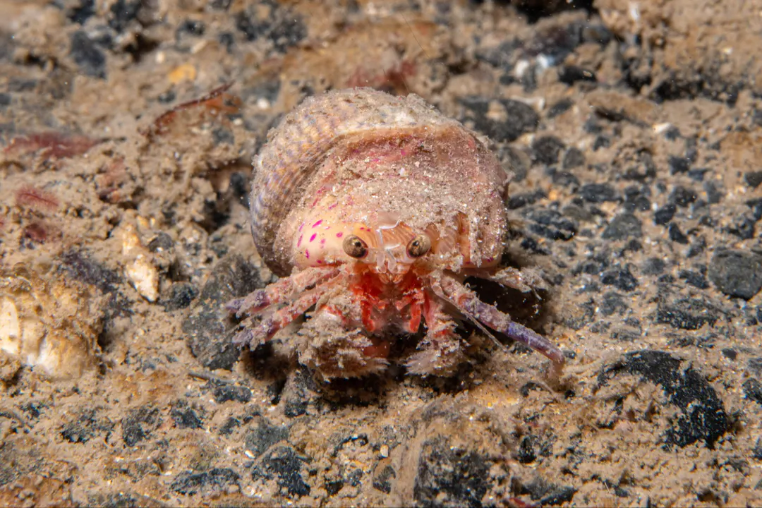 Prideaux's Hermit Crab