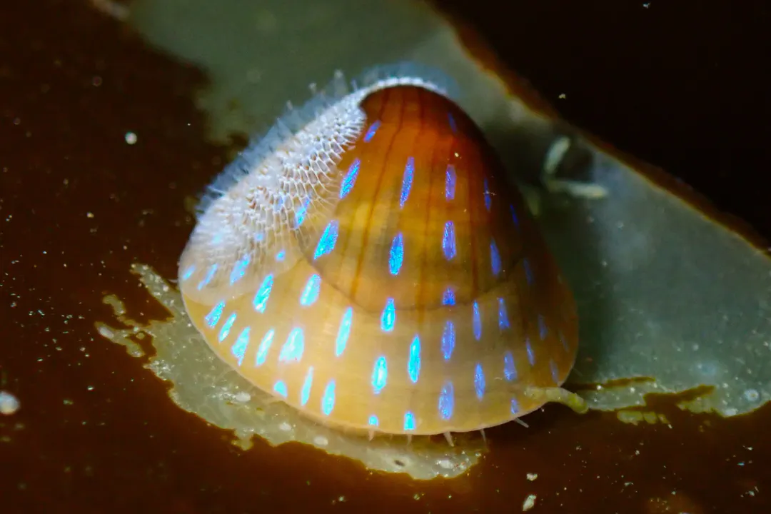 Blue-rayed Limpet (Patella pellucida)