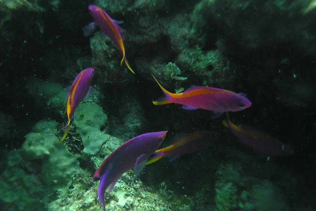 Purple Anthias