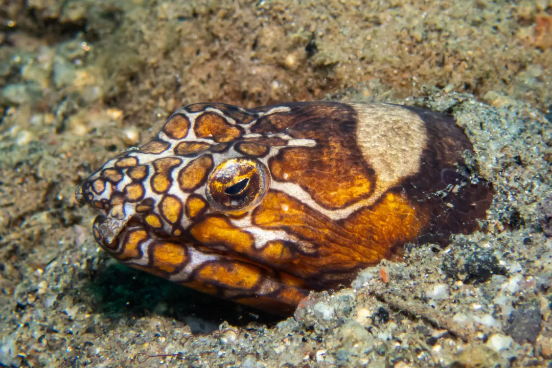 Napoleon Snake Eel