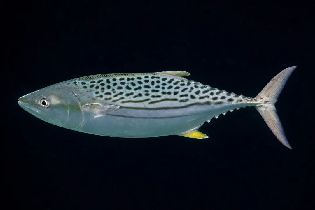 Leaping Bonito