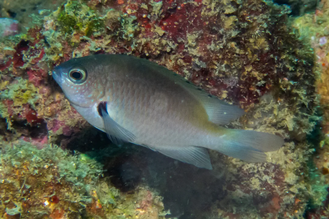 Alexander's Damsel