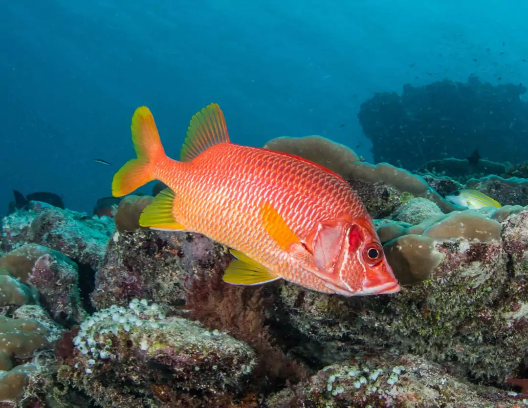 Seabook: Sabre Squirrelfish