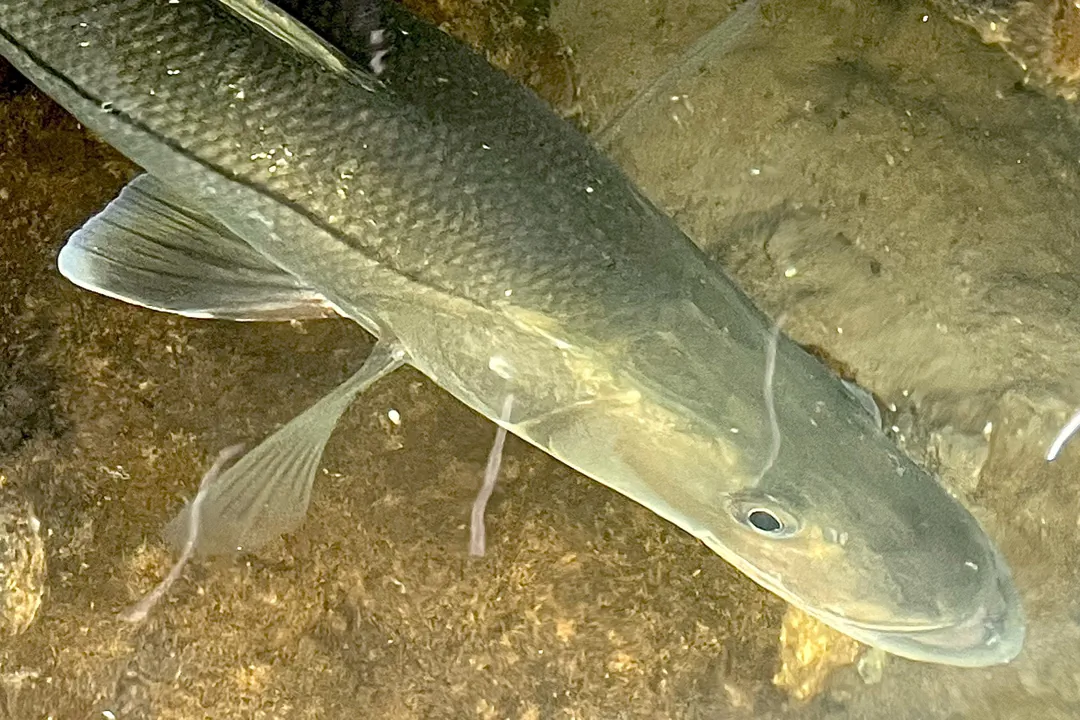 Common Snook (Centropomus undecimalis)