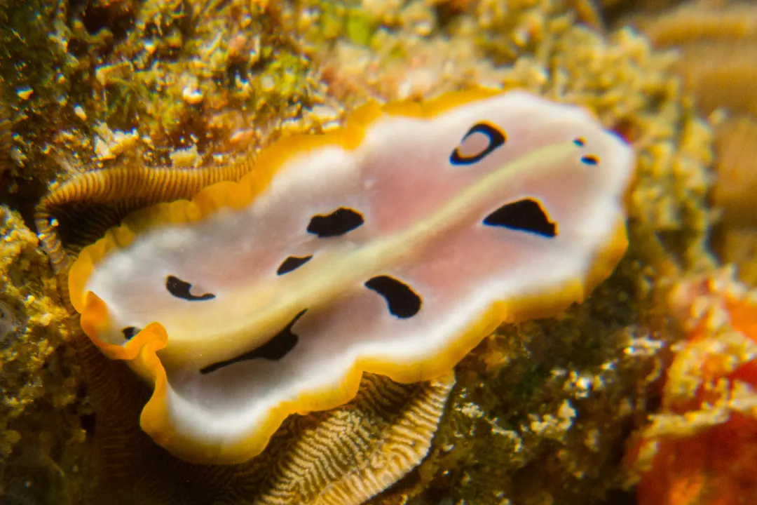 Script Flatworm (Pseudoceros scriptus)