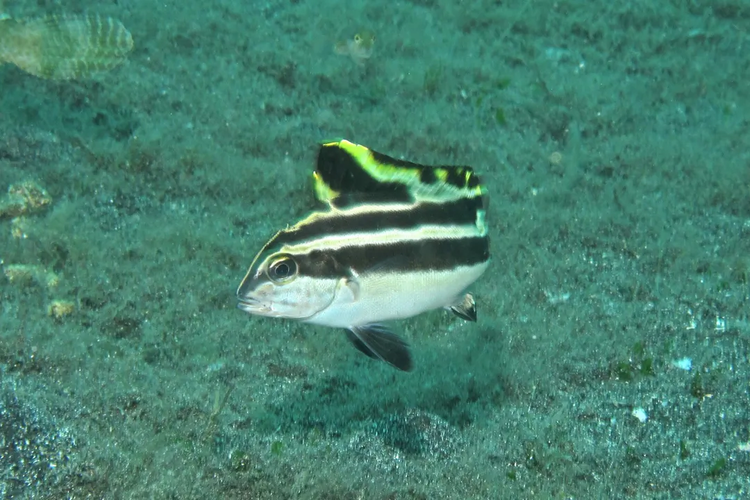 Painted Sweetlips (juvenile) (Diagramma pictum)