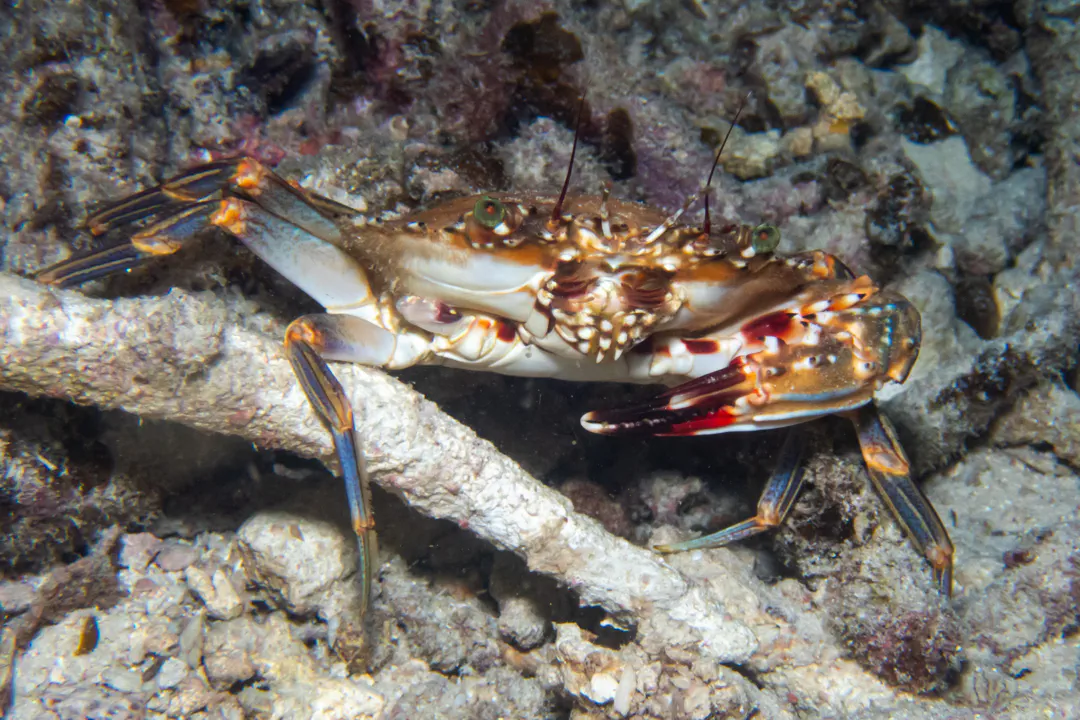 Goniosupradens acutifrons