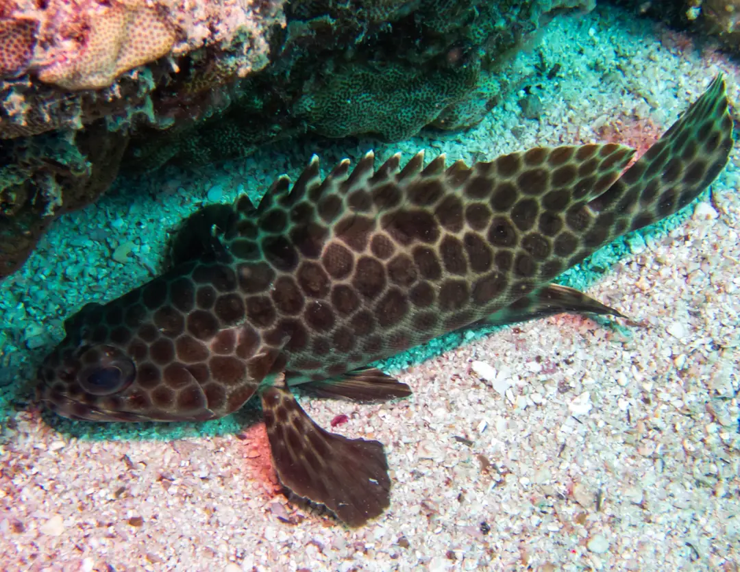 Seabook: Longfin Rock Cod