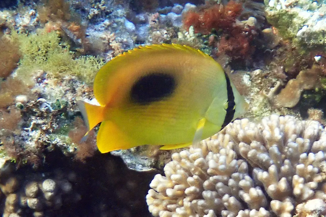 Oval-spot Butterflyfish (Chaetodon speculum)