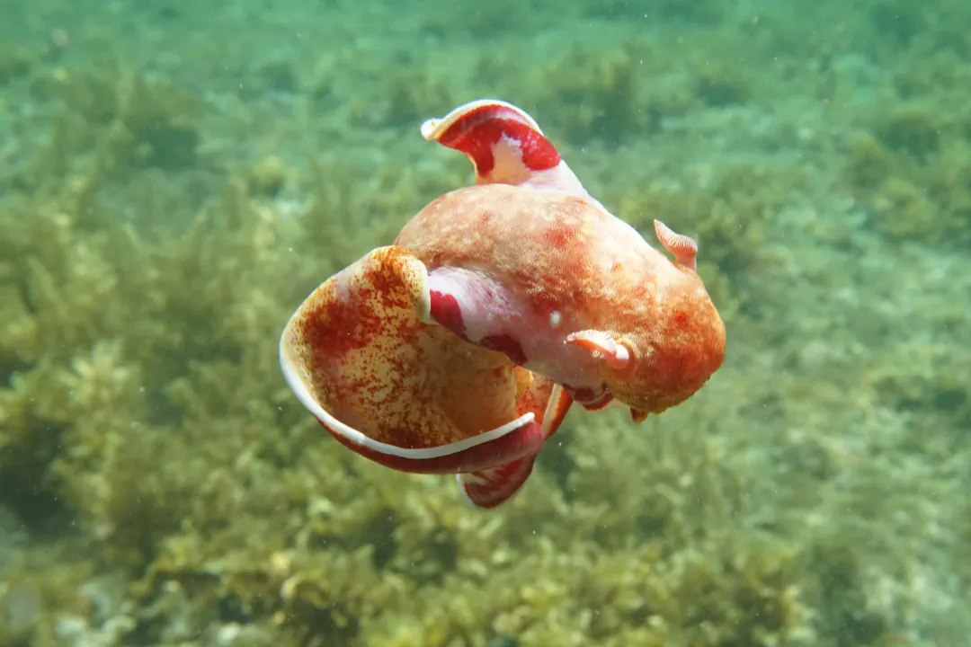 Spanish Dancer (juvenile) (Hexabranchus sanguineus)