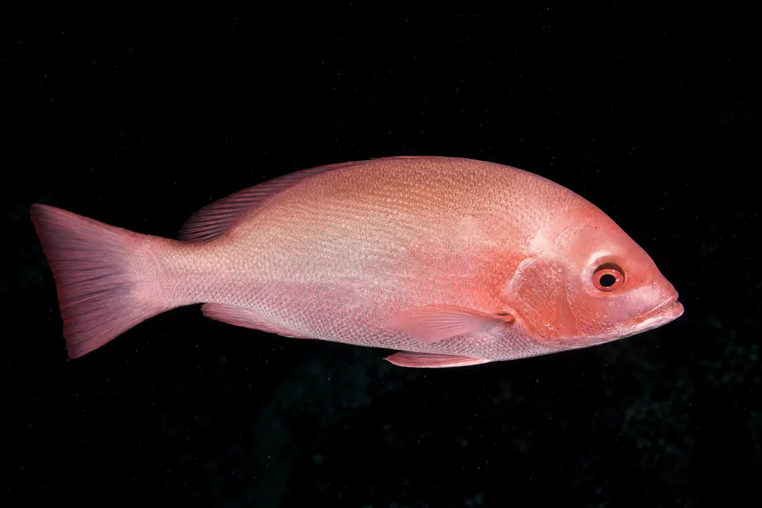 Small mouth Nannygai (Lutjanus erythropterus)
