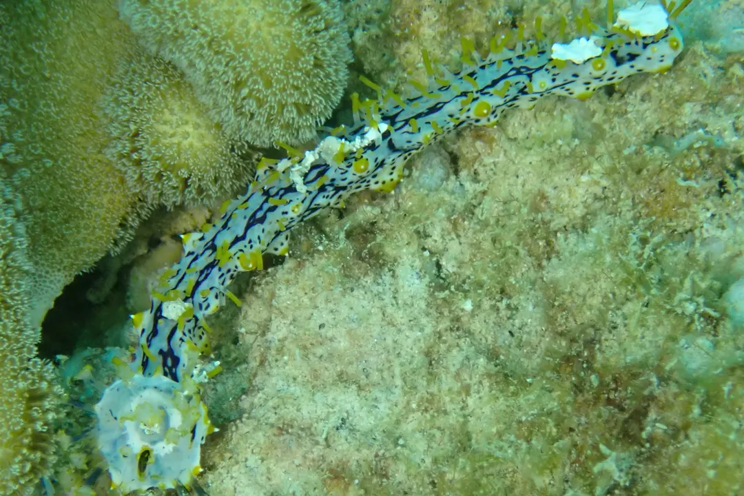 Graeffe's sea cucumber (juvenile)