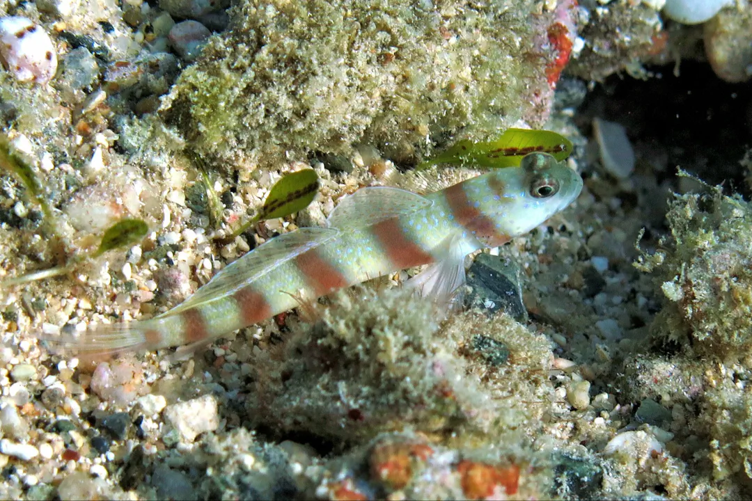 Steinitz's Shrimpgoby (Amblyeleotris steinitzi)