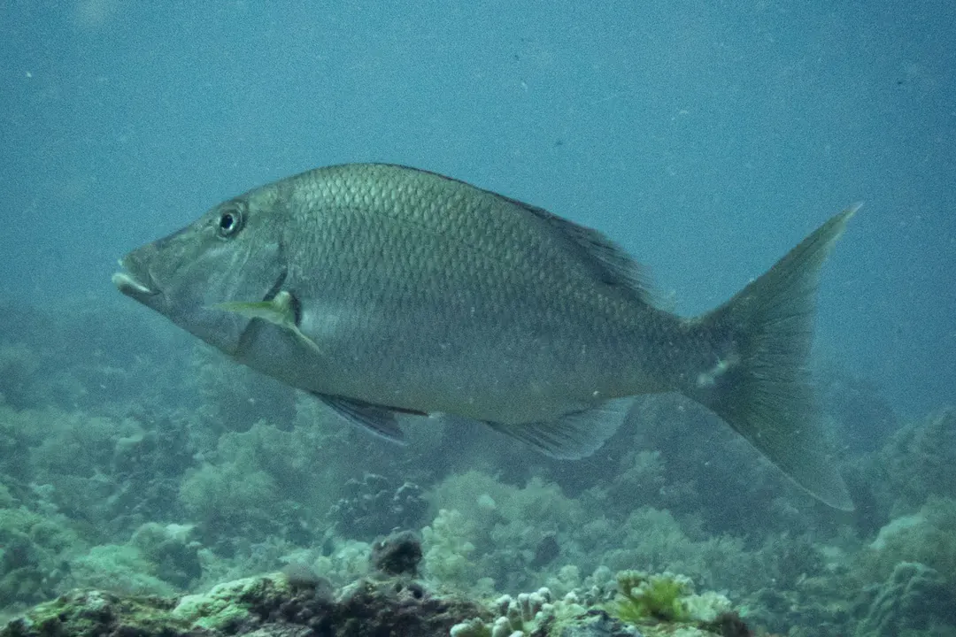 Longnose Emperor (Lethrinus olivaceus)